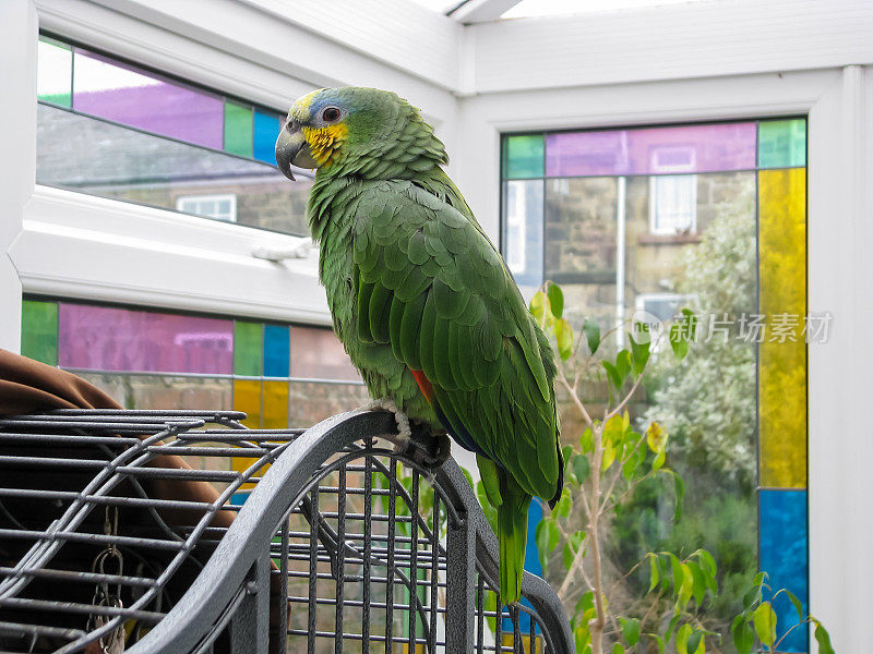 亚马逊的鹦鹉在彩色玻璃阳光房里。宠物鸟。