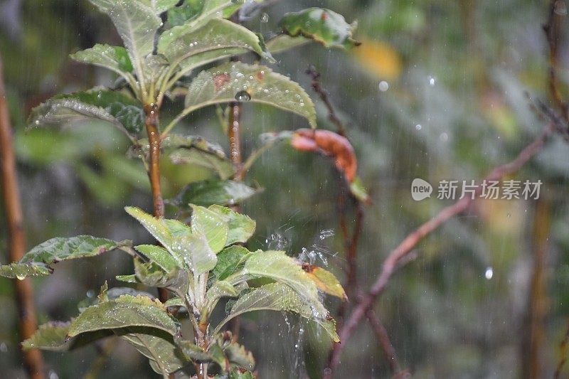 雨中的一棵树