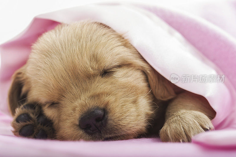 睡在粉红色毯子下的金毛寻回犬——4周大