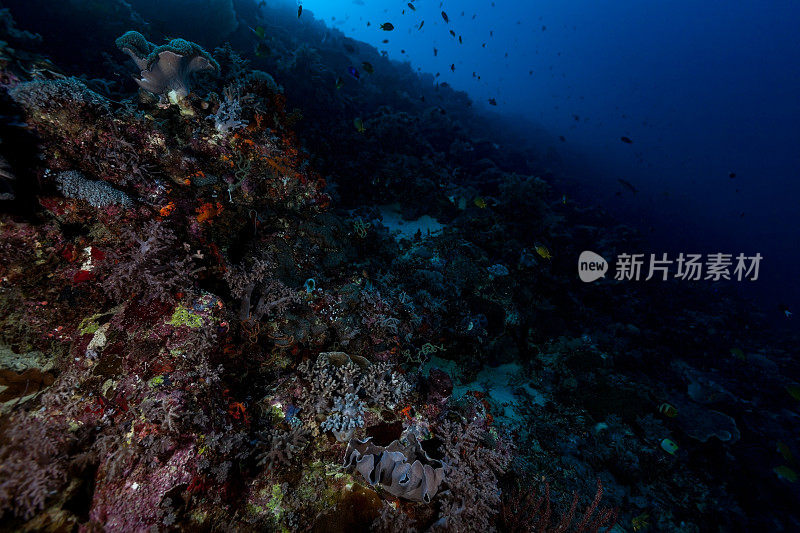 印度尼西亚班达海尼拉岛以西暗礁坡深处神秘的黄昏