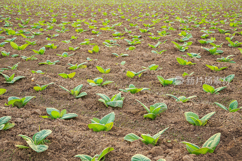 泰国北部素可泰省田间的绿色烟草幼苗
