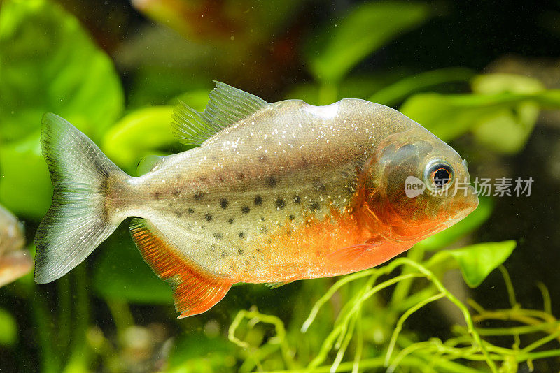 水族馆里的掠食性食人鱼