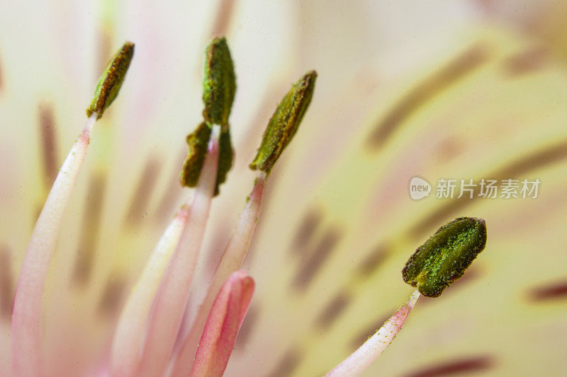 Alstroemeria