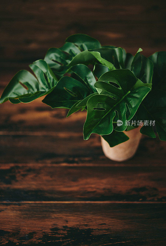 热带怪物盆栽植物在质朴的桌子上