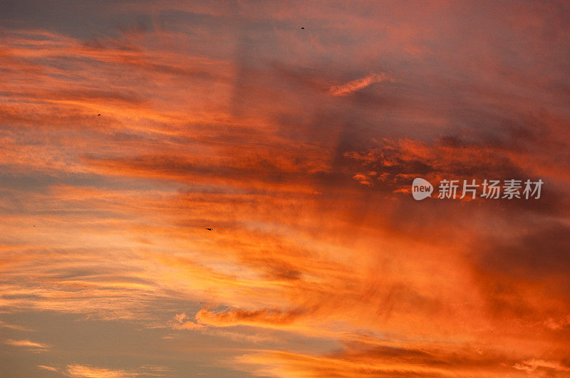 蒙特雷湾夕阳下的高空水鸟剪影