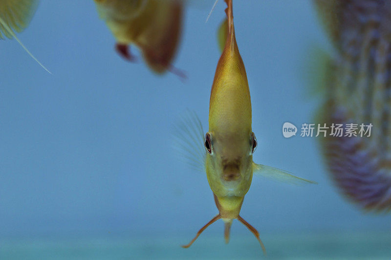 淡水水族箱中的合藻(七彩)鱼