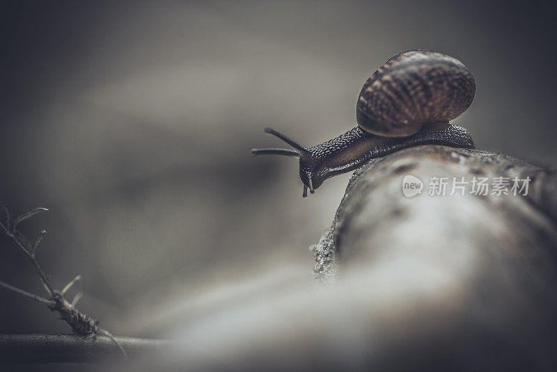 小蜗牛孤独