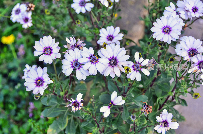 中紫色，白色叶子冲刺花