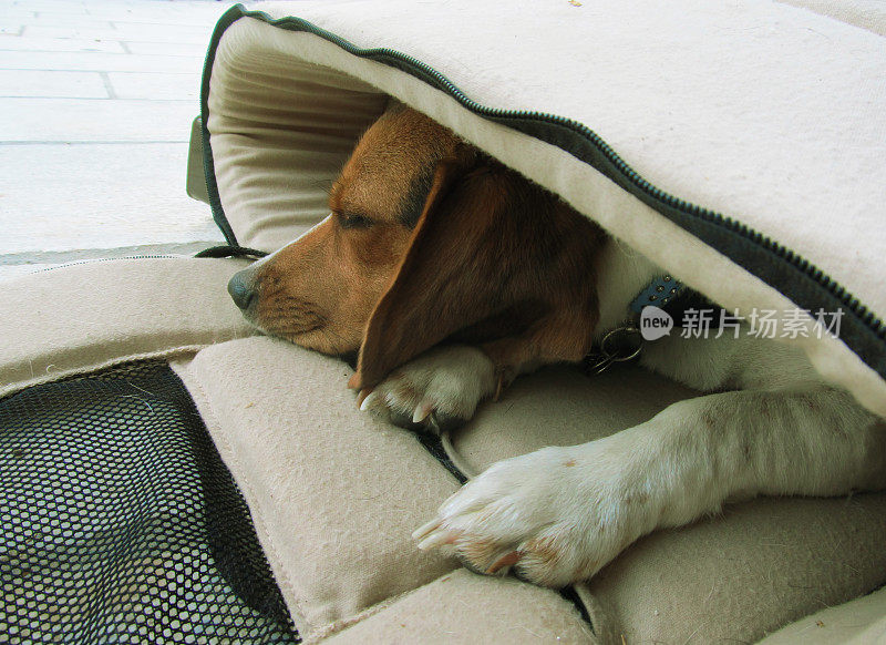 疲惫的小猎犬睡在手提袋里