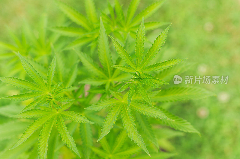 大麻植物的特写镜头