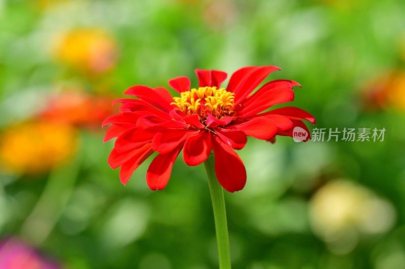 Zinnia花