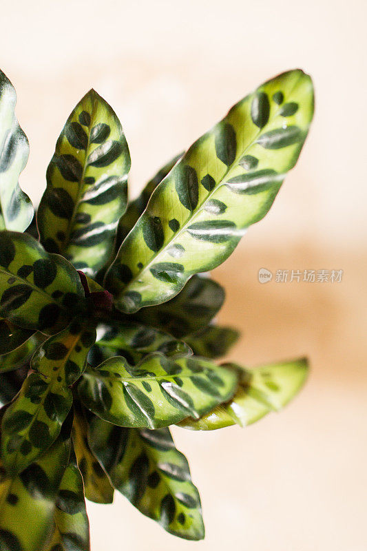 Calathea响尾蛇植物