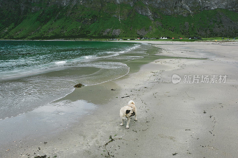 在挪威的山间海滩遛狗