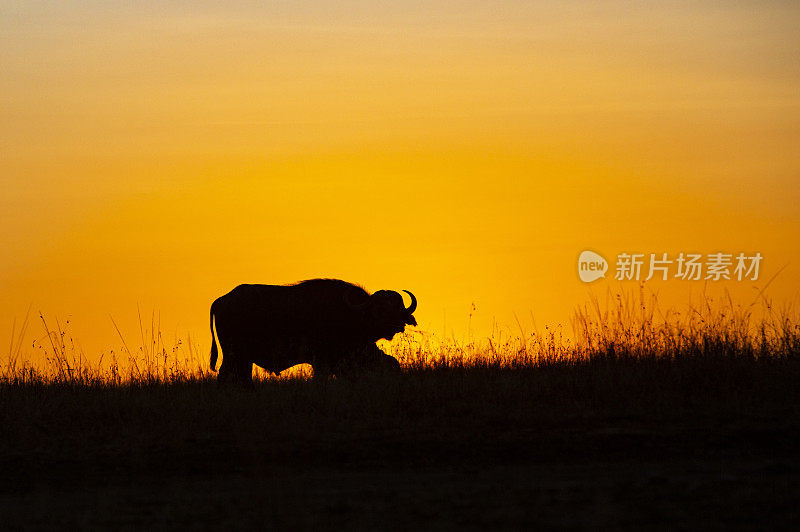 日落与水牛，奥拉雷Motorogi保护区，马赛马拉，肯尼亚