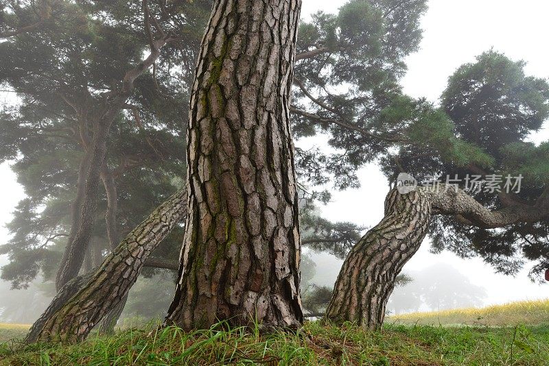 雾蒙蒙的松树