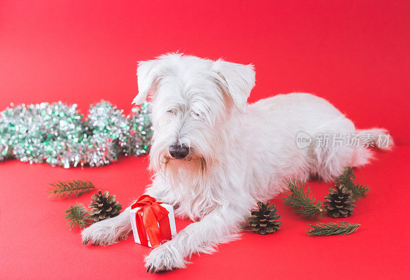 雪纳瑞犬圣诞节