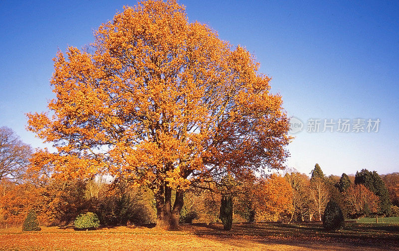 英国中部伍斯特郡的秋季金色景观树公园土地-拍摄于电影
