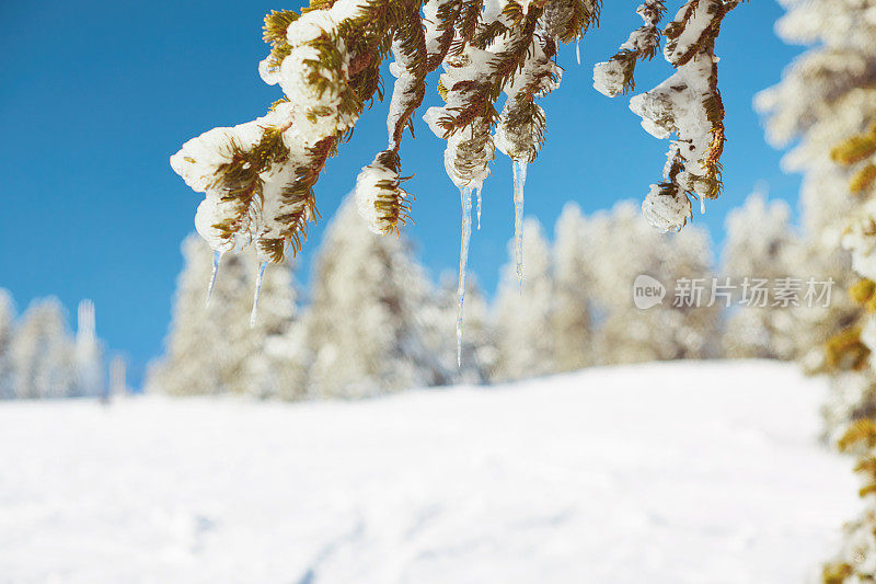 山上的冬季景色美极了。冬天的场景。专注于白雪皑皑的松树枝