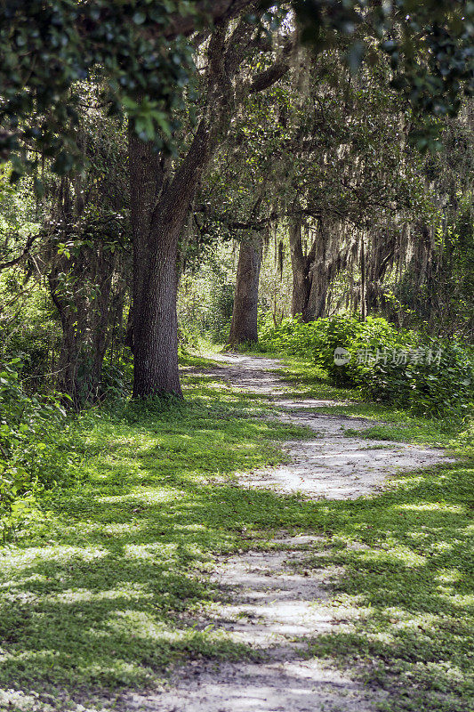 沿着佛罗里达基西米的木瓦溪穿过树林的小径