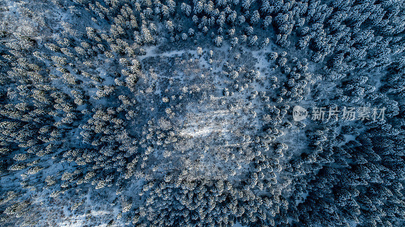 白雪覆盖的松树顶部-直接在视野之上