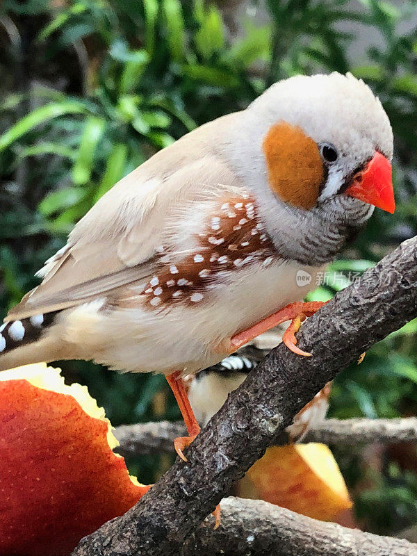 图像的灰色公鸡斑马雀在鸟舍宠物鸟，橙色的脸颊吃一个苹果，栖息在树枝上