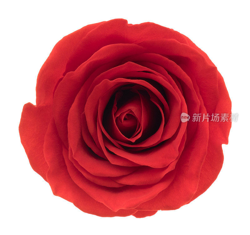 红玫瑰。深的焦点。没有灰尘。没有花粉。孤立在白色的。