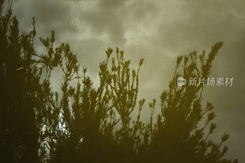 树和天空在浑浊的水面反射