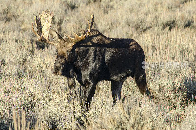 驼鹿(成年雄鹿)在美国怀俄明州的大提顿国家公园吃草
