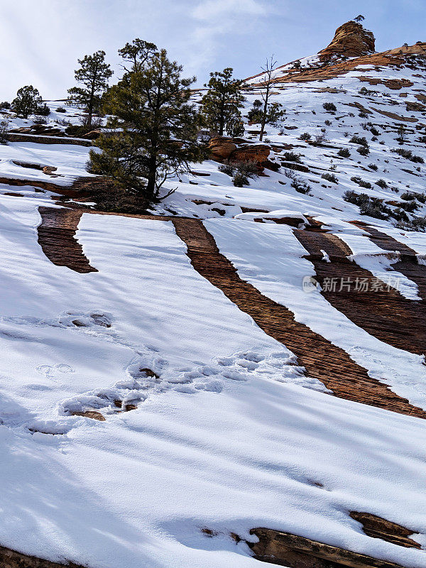 在犹他州锡安国家公园，沿着风景优美的公路，沙岩悬崖上发生了小雪崩