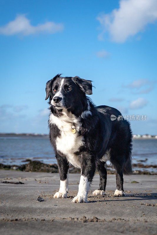 在一个阳光明媚的日子里，博德牧羊犬在海滩上玩耍，以大海为背景，选择性聚焦