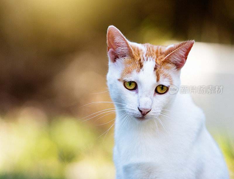 不高兴或饥饿的猫坐在户外