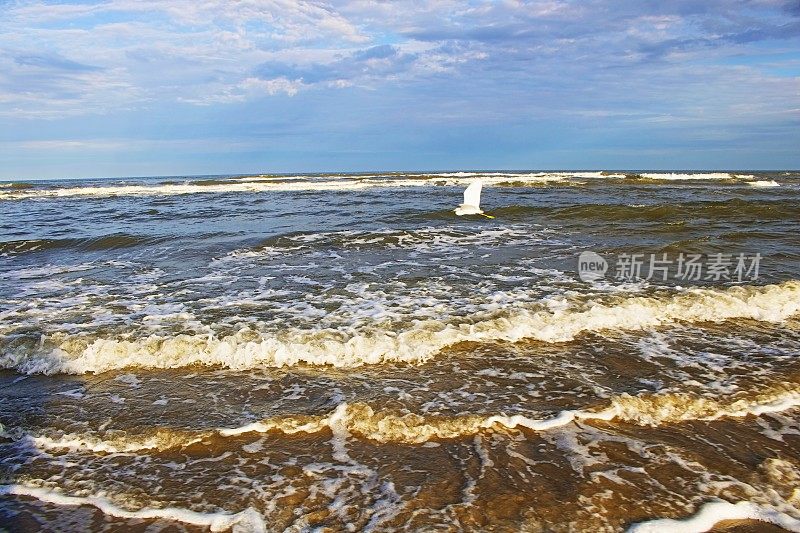 美国南卡罗来纳，日出时，苍鹭海鸟与海浪一起飞过海滩