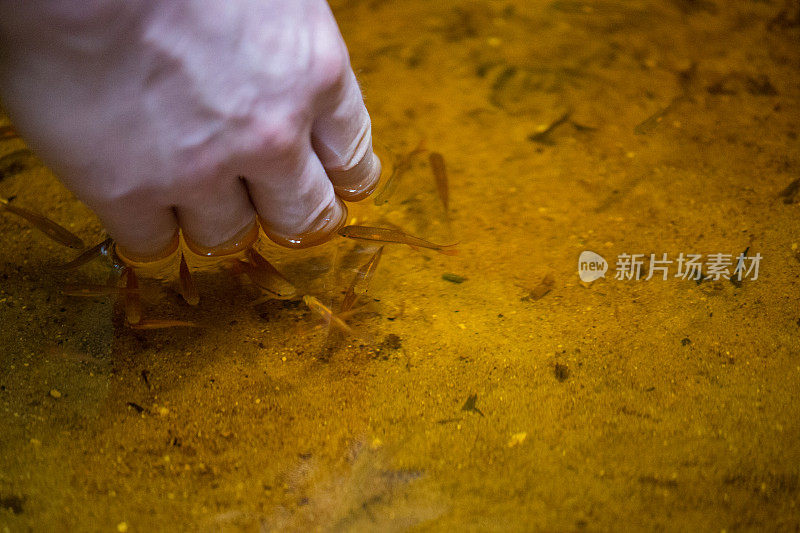 马来西亚:婆罗洲红鳍银鲨