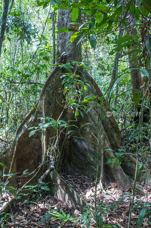 马来西亚:Kinabatangan