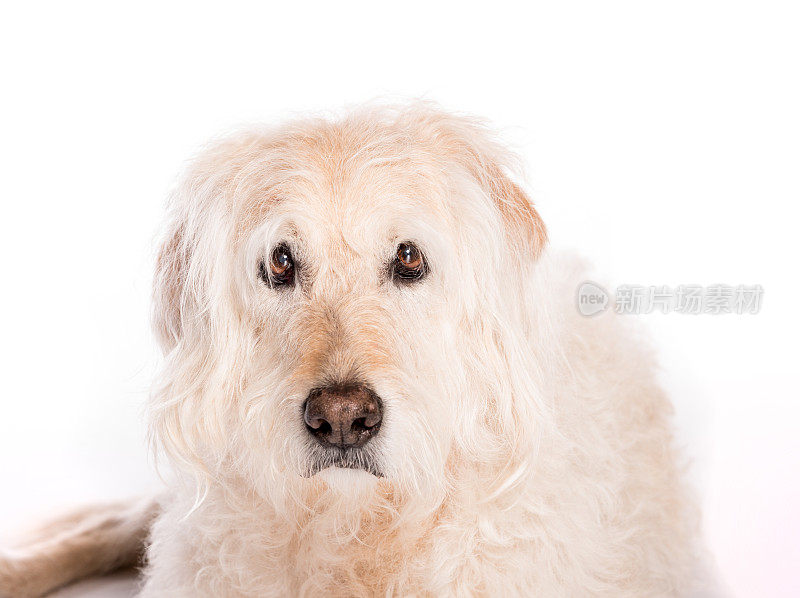 快乐的拉布拉多混血狗在白色