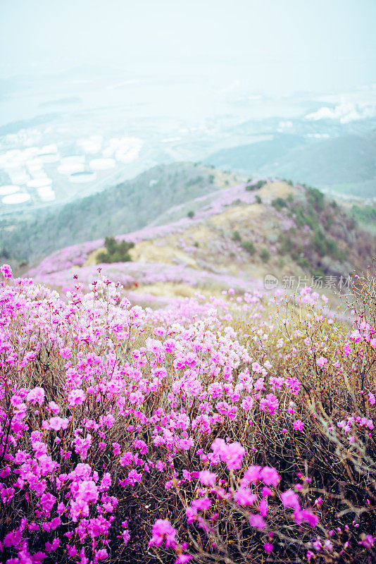 春季杜鹃花