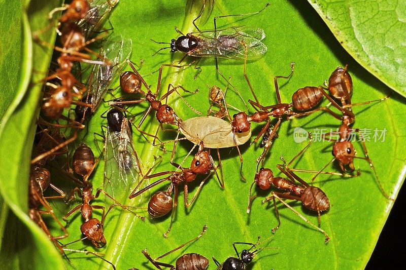 闭上蚂蚁的力量在巢里。