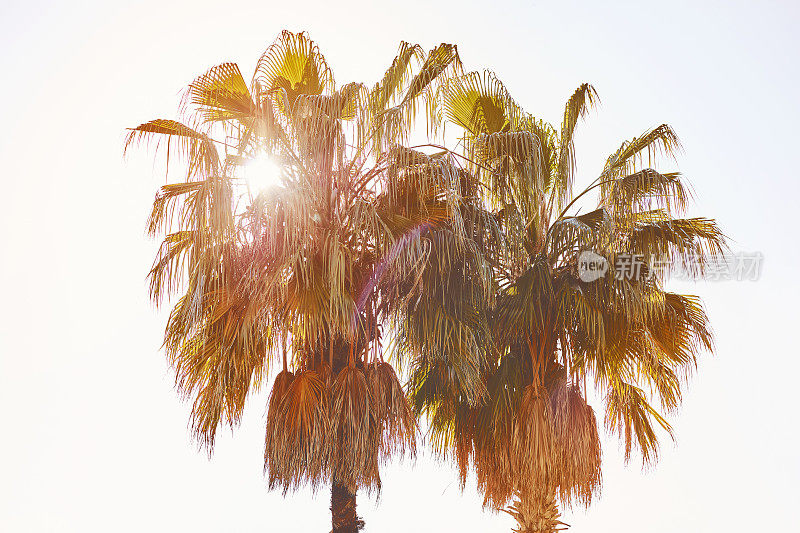 蓝天下的椰子树。的背景。旅游卡。复古的效果