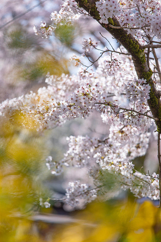 日本的樱花