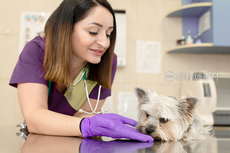 美丽的棕发医生兽医检查一个小可爱的狗品种约克夏梗在兽医诊所。快乐的狗在体检。模糊的兽医院背景