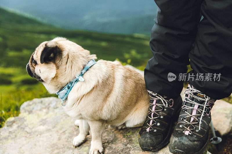 可爱的登山狗