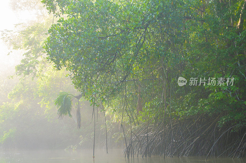 亚马逊热带雨林