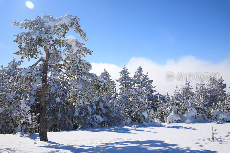 冬针叶林雪松。山顶的高山景观。阿尔卑斯山滑雪区。欧洲滑雪胜地。