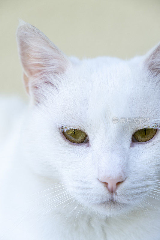 家养白猫的肖像