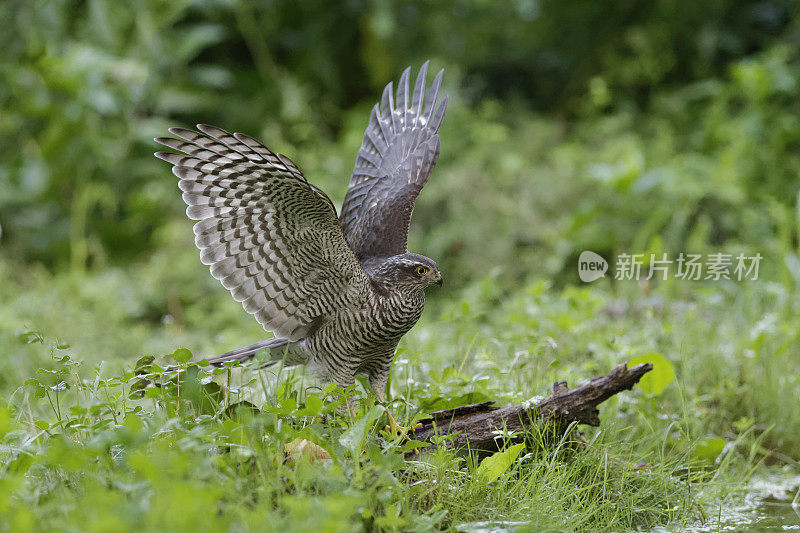 Sparrowhawk(猛禽努力)