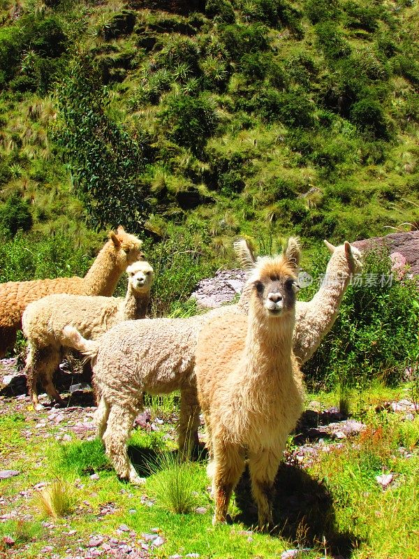 秘鲁库斯科，大自然中友好的羊驼
