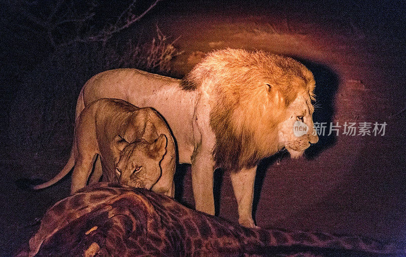 在肯尼亚的夜间狩猎中，红外线照射下的雄性和雌性狮子