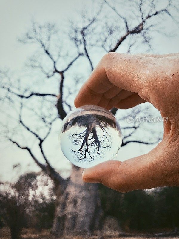 透过水晶球看到的猴面包树