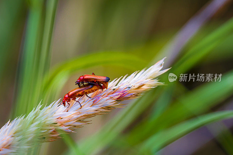 红兵甲虫交配