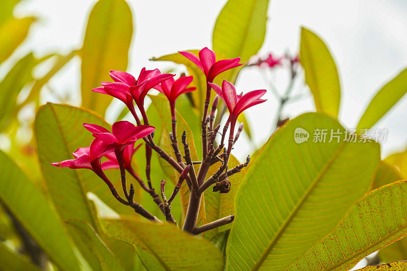 红鸡蛋花(鸡蛋花)